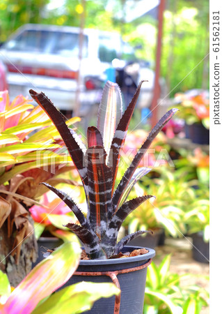 Neoregelia tropical plant in garden. Neoregelia tropical plant in garden. 61562181