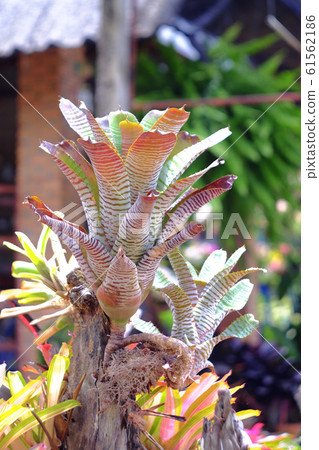 Neoregelia tropical plant in garden. Neoregelia tropical plant in garden. 61562186