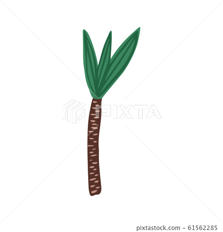 Palm tree in hand drawn style isolated on white background. 61562285