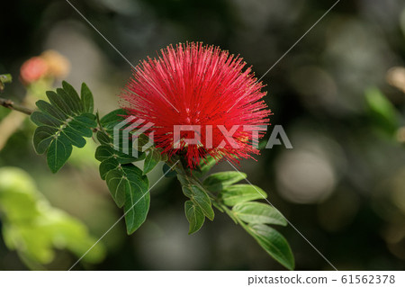Tropical plants Tropical plants 61562378