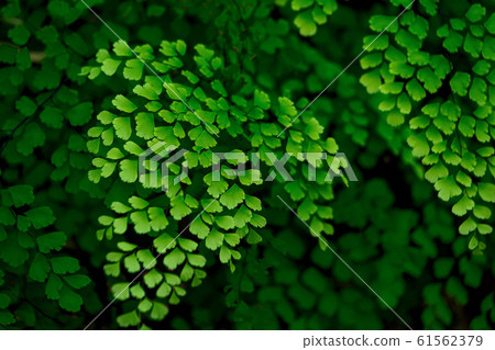 室內植物亞洲湯姆 室內植物亞洲湯姆 61562379
