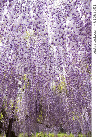 Toren-Hyogo Prefecture Shirai Omachi Fuji Park Toren-Hyogo Prefecture Shirai Omachi Fuji Park 61562501