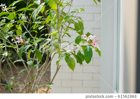 pink flowers and white wall 61562868