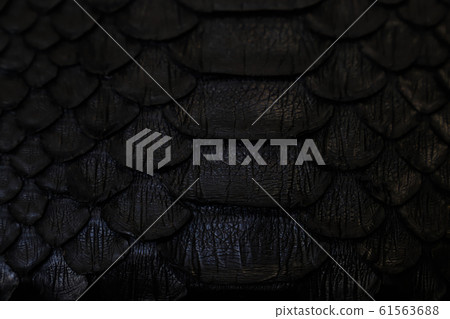Black python 61563688