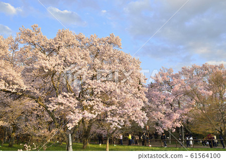 [Ina City, Nagano Prefecture] Cherry blossoms at Takato Castle Ruins Park 61564100