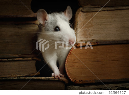 Little cute rat crawled between the old books 61564527
