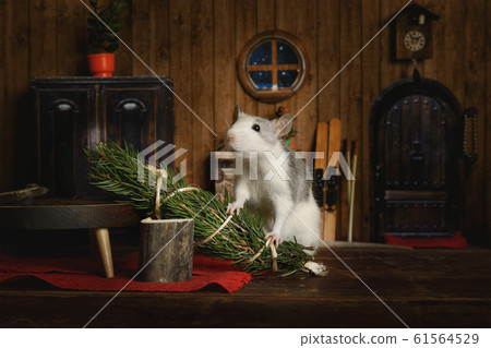 Little cute rat brought a Christmas tree to his Little cute rat brought a Christmas tree to his 61564529