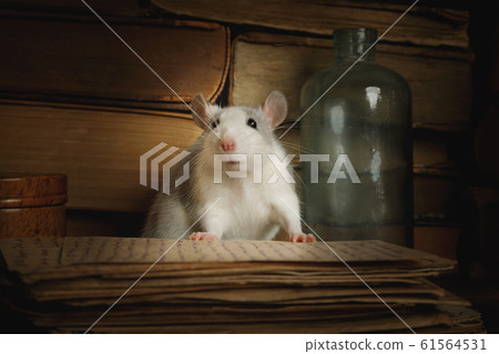 Small gray rat reading old letters Small gray rat reading old letters 61564531