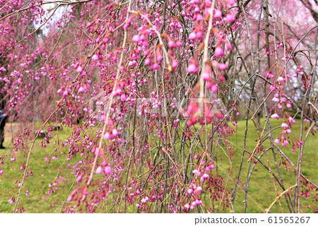 Cherry tree Cherry tree 61565267