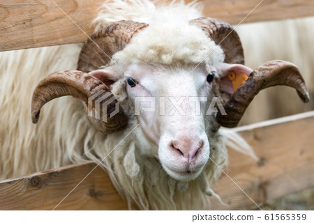 Portrait of a bighorn ram Portrait of a bighorn ram 61565359