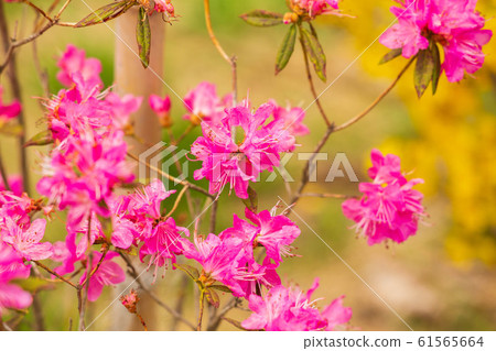 春天花flower 春天花flower 61565664