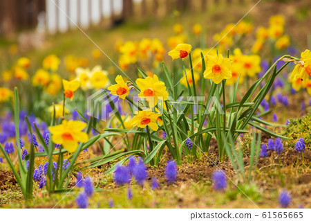 Spring flower narcissus (yellow) Spring flower narcissus (yellow) 61565665