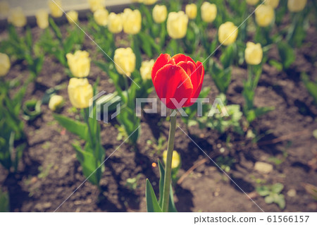 A single red tulip A single red tulip 61566157