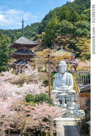Tsubosaka-ji Sakura Buddha statue in Nara Prefecture 61566346