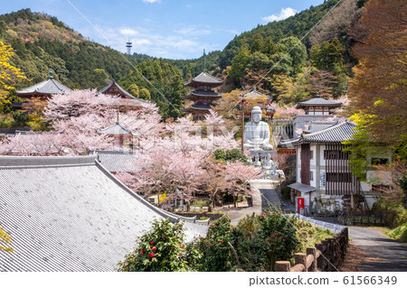 Tsubosakaji cherry blossom panoramic view Nara Tsubosakaji cherry blossom panoramic view Nara 61566349