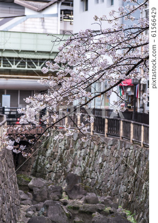 sakura, cherry blossom, park 61566429