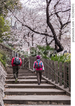 sakura, cherry blossom, park 61566431
