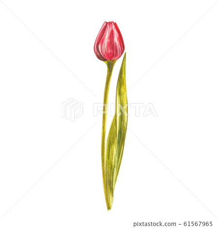 Watercolor Tulips. Wild flower set isolated on... - Stock Illustration ...