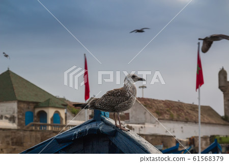 Seagull on a boat, Essaouira, Morocco Seagull on a boat, Essaouira, Morocco 61568379