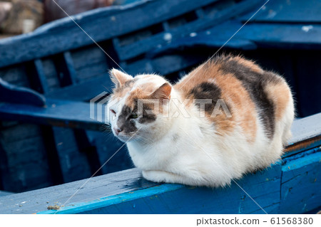 Spotted cat sitting on the blue boat Spotted cat sitting on the blue boat 61568380
