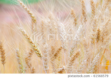 Barley in field conversion test at North Barley in field conversion test at North 61568579