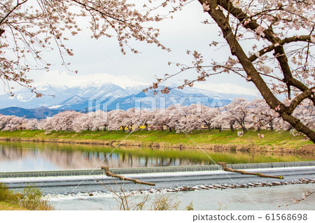 Japan's Top 100 Cherry Blossom Spots Shiroishi River Embankment Ichimoku Senbon Sakura Zao Mountain Range and Nagijin Weir Japan's Top 100 Cherry Blossom Spots Shiroishi River Embankment Ichimoku Senbon Sakura Zao Mountain Range and Nagijin Weir 61568698