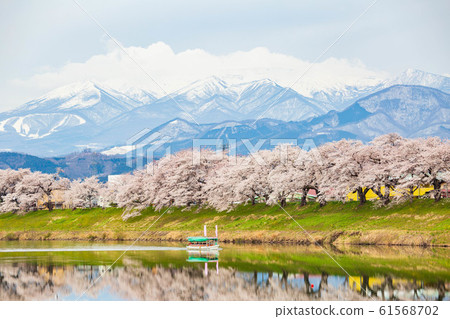 Japan's Top 100 Cherry Blossom Spots Shiroishi River Tsutsumi Ichimoku Senbon Sakura Zao Mountain Range and Pleasure Boat 61568702