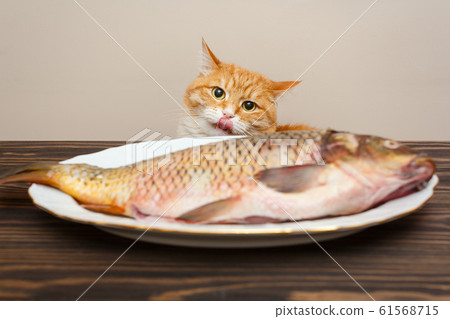 Red cat and big fish 61568715