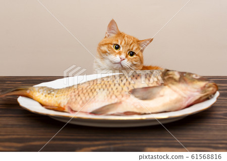 Red cat and big fish 61568816