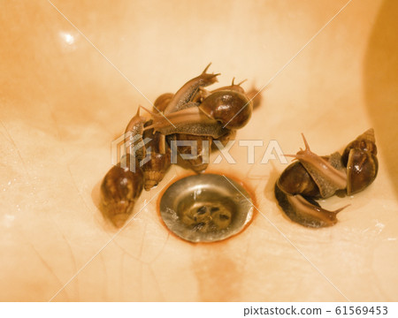 real buth tube sink with rust and lot of big snails, nobody farm concept 61569453