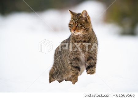 Dominant european wildcat, felis silvestris on snow in winter 61569566