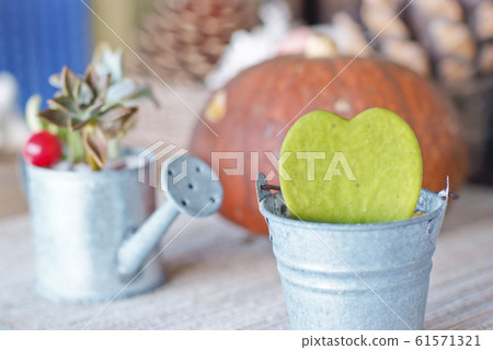 Cute heart cactus in a tin bucket and a bucket 61571321