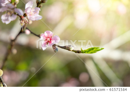 Sakura flowers blooming blossom in Chiang Mai, Sakura flowers blooming blossom in Chiang Mai, 61571584