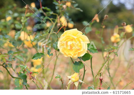 Rose flower gold bunny 61571665