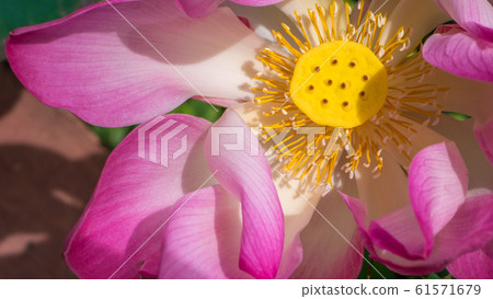 Close up of lilac lotus flower blossom 61571679