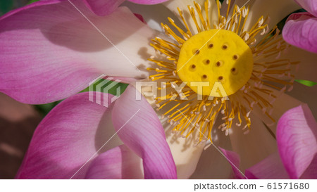 Close up of lilac lotus flower blossom 61571680