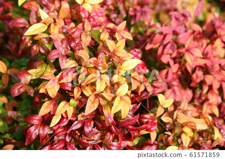Otahuku Nanten Colored leaves Otahuku Nanten Colored leaves 61571859