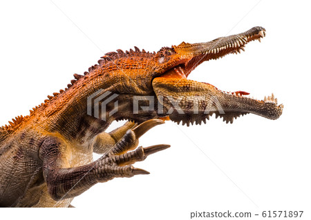 Baryonyx  ,dinosaur on white background  . 61571897
