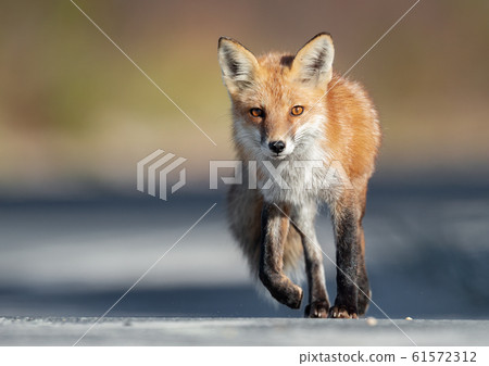 Red Fox on the Hunt Red Fox on the Hunt 61572312