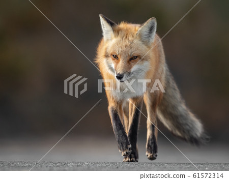 Red Fox on the Hunt Red Fox on the Hunt 61572314