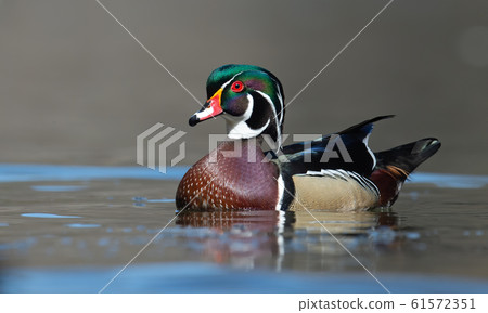 Wood Duck 61572351