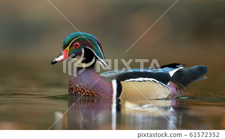 Wood Duck 61572352