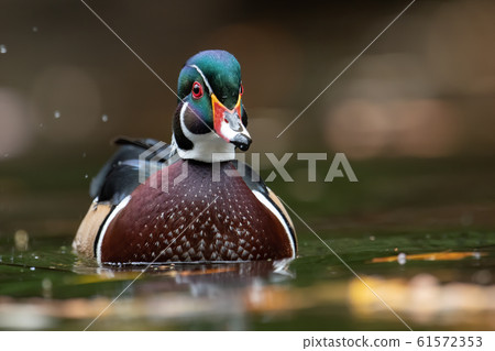 Wood Duck 61572353
