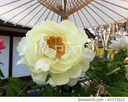 Button flower "yellow crown" 61573022