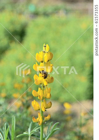 Bee on a yellow flower 61573355