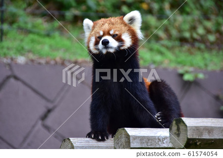 Lesser panda Nishiyama zoo 61574054