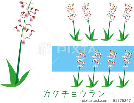 Southern country amami plant rare species endangered 61576247