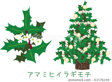 Tropical Amami plants rare species endangered Amami holly mochi Tropical Amami plants rare species endangered Amami holly mochi 61576249