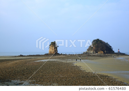 Seascape, flowers 61576480