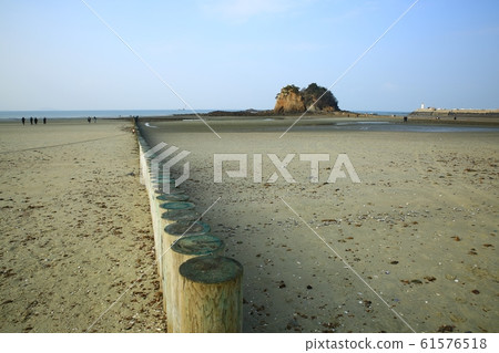 Seascape, flowers 61576518